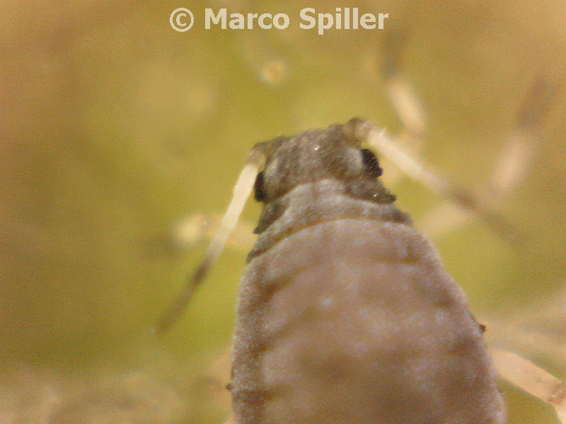 Afide nero: Aphis sp.